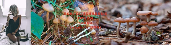 бошки Алзамай